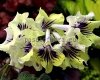Streptocarpus Seeds KAM-SUN WOLF  - KAM-SOLNECHNYY VOLK